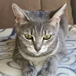 Chat - ROSALIE