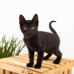 Chat - BOUMBA COLLIER ROUGE