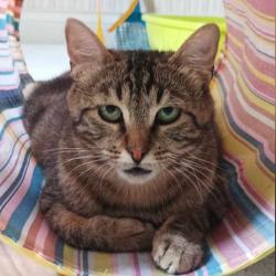 Chat - Sady