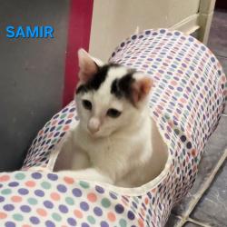 Chat - SAMIR