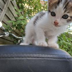 Chat - SANJI