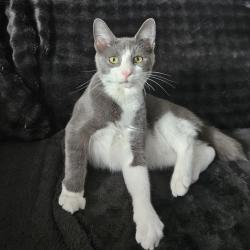 Chat - Sultan
