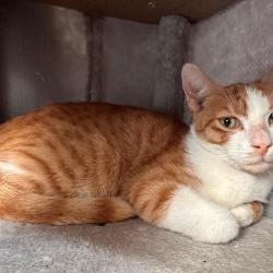 Chat - SIMBA