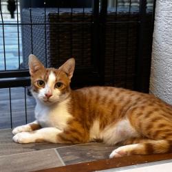 Chat - SIMBA