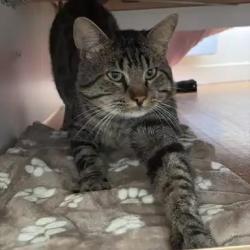 Chat - Écho