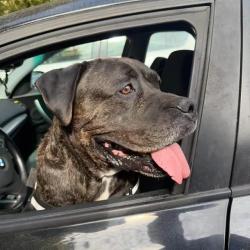 Chien - Kalash