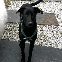 Chien - ISIS