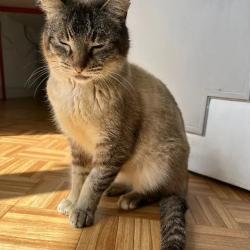 Chat - Blanco