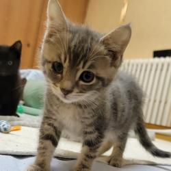 Chat - Tigrise