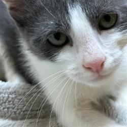 Chat - TIMIDE