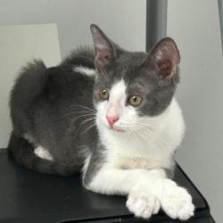Chat - TIMIDE