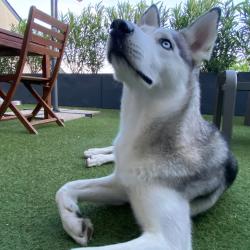 Chien - Ulky