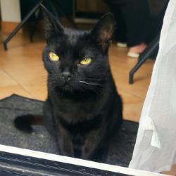 Chat - VAIA