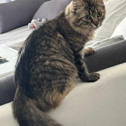 Chat - Vénus