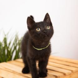 Chat - BANANIA COLLIER VERT