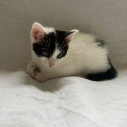 Chat - Pongo