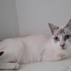 Chat - Astrid