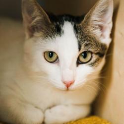 Chat - Atchoum