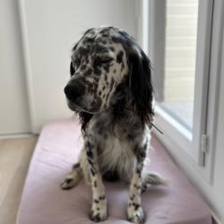 Chien - Robin