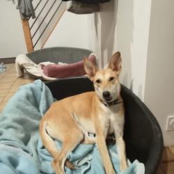 Chien - Pixie