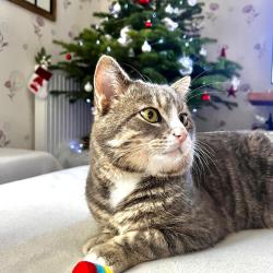 Chat - Noisette