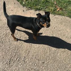 Chien - NAYA