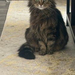 Chat - YUKI