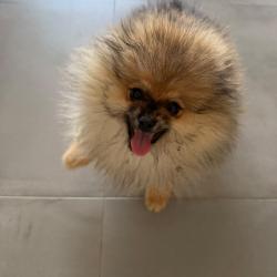 Chien - BROOKLYN