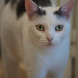Chat - DIANA