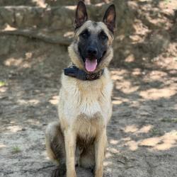 Chien - ZION