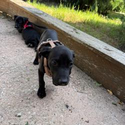 Chien - SPIKE