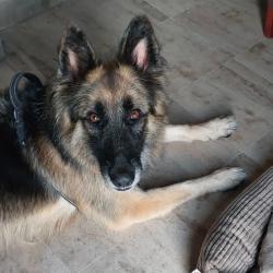 Chien - ASHA