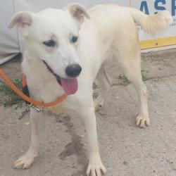 Chien - BEAUTY
