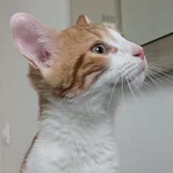 Chat - MAYRON