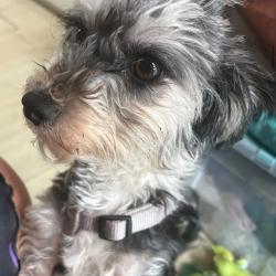 Chien - CHOUPETTE