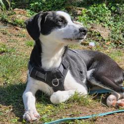 Chien - OREO
