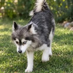 Chien - UNIQUE