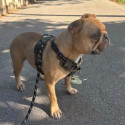 Chien - ZELKO