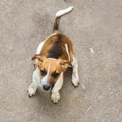 Chien - EASY