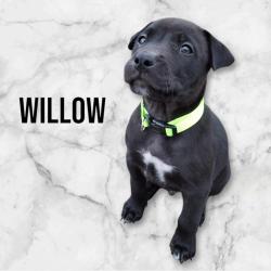 Chien - WILLOW