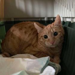 Chat - XENIA