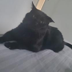 Chat - Xerox