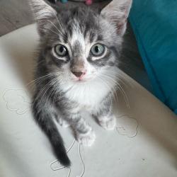 Chat - YODA