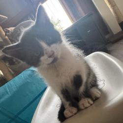 Chat - YUKI