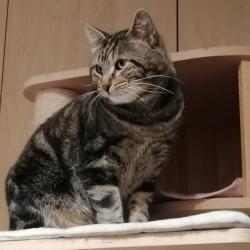 Chat - ZETA (PEETA)