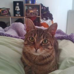 Chat - ZORO