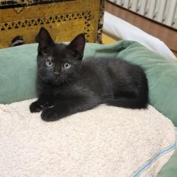 Chat - ZORRO