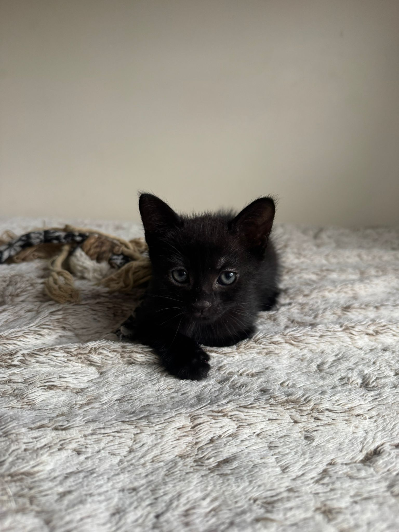 AIKO
