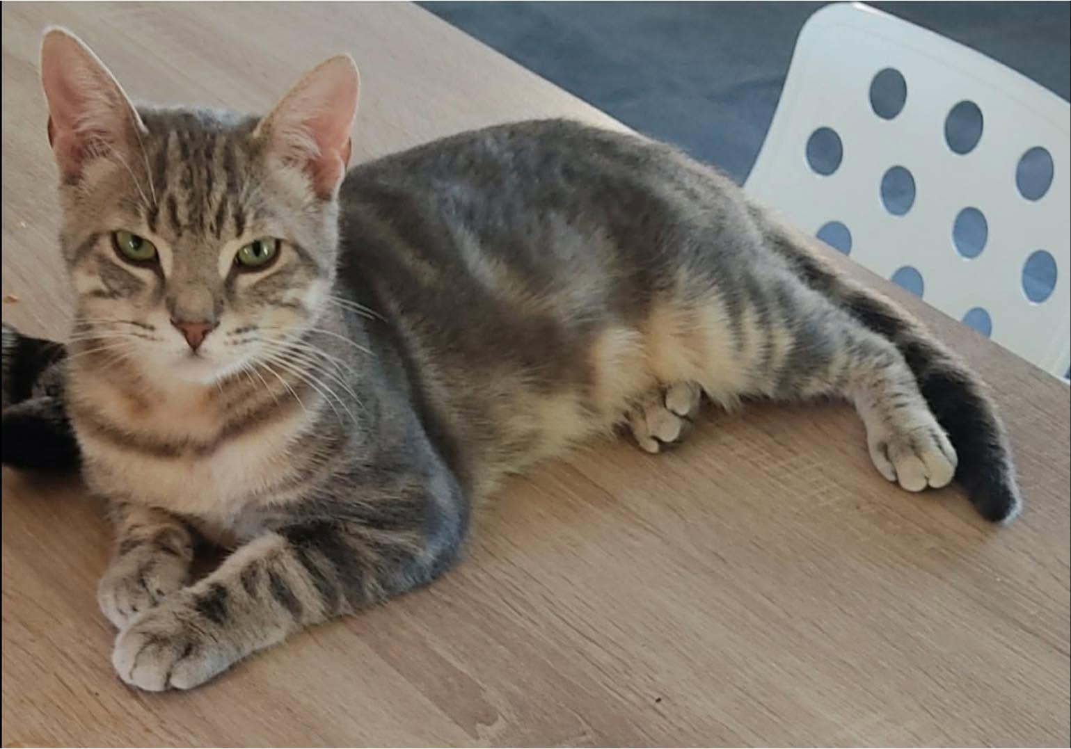 Ratinho