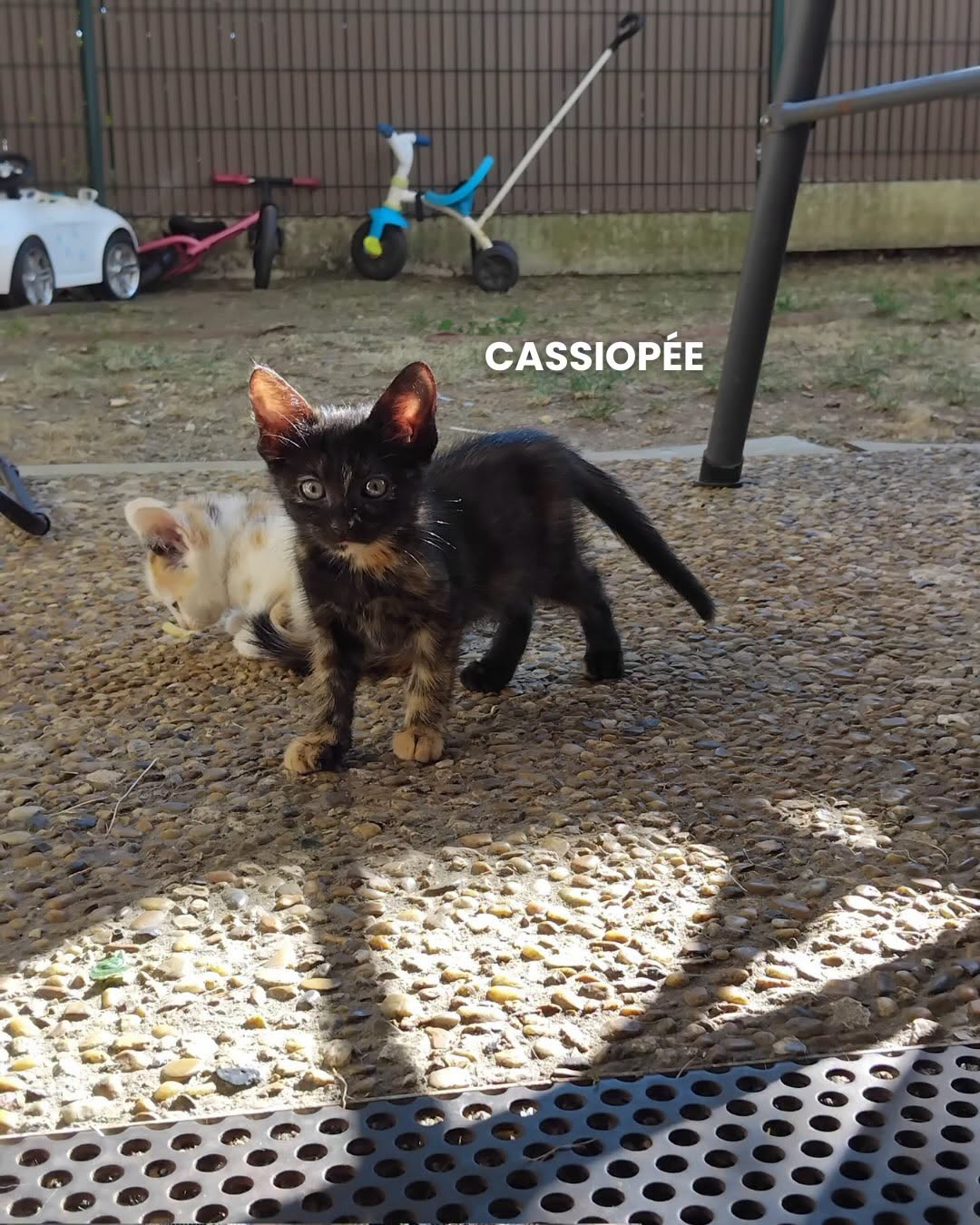 CASSIOPEE